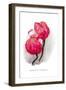 Magnolia Campbellii-H.g. Moon-Framed Art Print