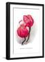 Magnolia Campbellii-H.g. Moon-Framed Art Print