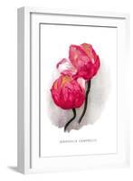 Magnolia Campbellii-H.g. Moon-Framed Art Print