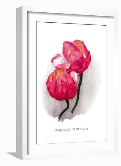 Magnolia Campbellii-H.g. Moon-Framed Art Print