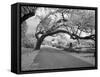 Magnolia Cemetery-Carol Highsmith-Framed Stretched Canvas