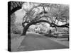 Magnolia Cemetery-Carol Highsmith-Stretched Canvas