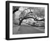 Magnolia Cemetery-Carol Highsmith-Framed Photo