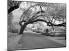 Magnolia Cemetery-Carol Highsmith-Mounted Photo