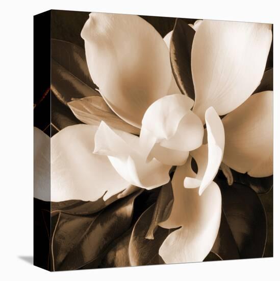 Magnolia Close Up I-Christine Zalewski-Stretched Canvas