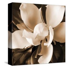 Magnolia Close Up I-Christine Zalewski-Stretched Canvas