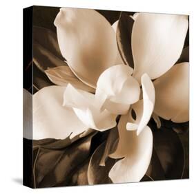 Magnolia Close Up I-Christine Zalewski-Stretched Canvas