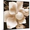Magnolia Close Up II-Christine Zalewski-Mounted Premium Giclee Print