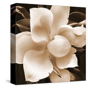 Magnolia Close Up II-Christine Zalewski-Stretched Canvas