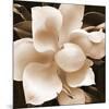 Magnolia Close Up II-Christine Zalewski-Mounted Art Print