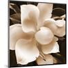 Magnolia Close Up II-Christine Zalewski-Mounted Art Print