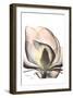 Magnolia Close Up-Albert Koetsier-Framed Art Print