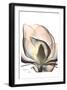 Magnolia Close Up-Albert Koetsier-Framed Art Print
