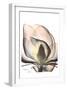 Magnolia Close Up-Albert Koetsier-Framed Art Print