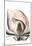 Magnolia Close Up-Albert Koetsier-Mounted Art Print