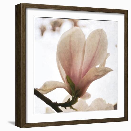 Magnolia Dawn-Pete Kelly-Framed Giclee Print