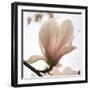 Magnolia Dawn-Pete Kelly-Framed Giclee Print