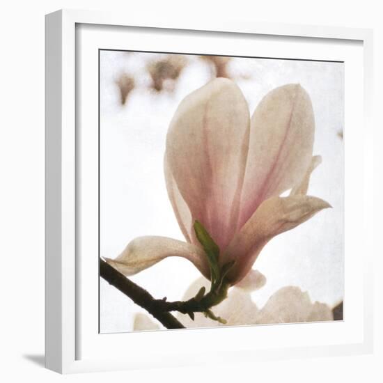 Magnolia Dawn-Pete Kelly-Framed Giclee Print