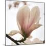 Magnolia Dawn-Pete Kelly-Mounted Giclee Print