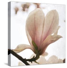 Magnolia Dawn-Pete Kelly-Stretched Canvas