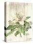 Magnolia de Printemps v2-Sue Schlabach-Stretched Canvas