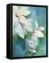 Magnolia Dedudata-Karen Armitage-Framed Stretched Canvas