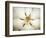 Magnolia Detail I-Debra Van Swearingen-Framed Photographic Print