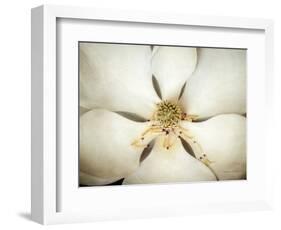 Magnolia Detail I-Debra Van Swearingen-Framed Photographic Print