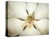 Magnolia Detail I-Debra Van Swearingen-Stretched Canvas