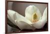 Magnolia Detail II-Debra Van Swearingen-Framed Photographic Print