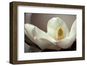 Magnolia Detail II-Debra Van Swearingen-Framed Photographic Print