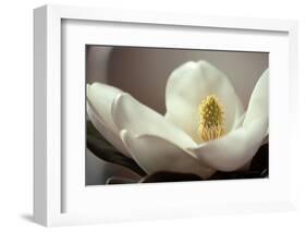 Magnolia Detail II-Debra Van Swearingen-Framed Photographic Print