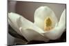 Magnolia Detail II-Debra Van Swearingen-Mounted Photographic Print