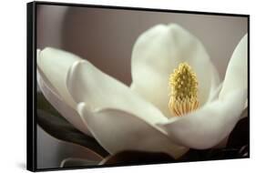 Magnolia Detail II-Debra Van Swearingen-Framed Stretched Canvas