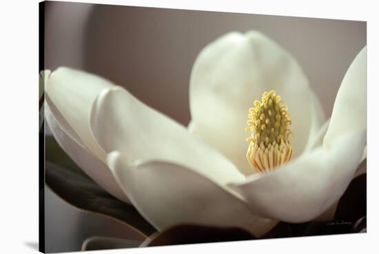 Magnolia Detail II-Debra Van Swearingen-Stretched Canvas