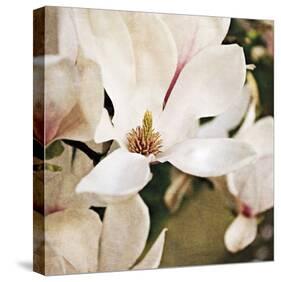 Magnolia Dusk-Pete Kelly-Stretched Canvas