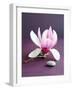 Magnolia et Caillou-Amelie Vuillon-Framed Art Print