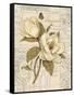 Magnolia Etching-Chad Barrett-Framed Stretched Canvas