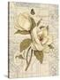 Magnolia Etching-Chad Barrett-Stretched Canvas