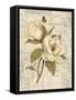 Magnolia Etching-Chad Barrett-Framed Stretched Canvas