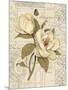 Magnolia Etching-Chad Barrett-Mounted Art Print