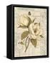 Magnolia Etching-Chad Barrett-Framed Stretched Canvas