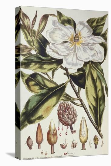 Magnolia, Figures of the Most Beautiful, Useful and Uncommon Plants, c.1757-Philip Miller-Stretched Canvas
