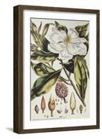 Magnolia, Figures of the Most Beautiful, Useful and Uncommon Plants, c.1757-Philip Miller-Framed Giclee Print