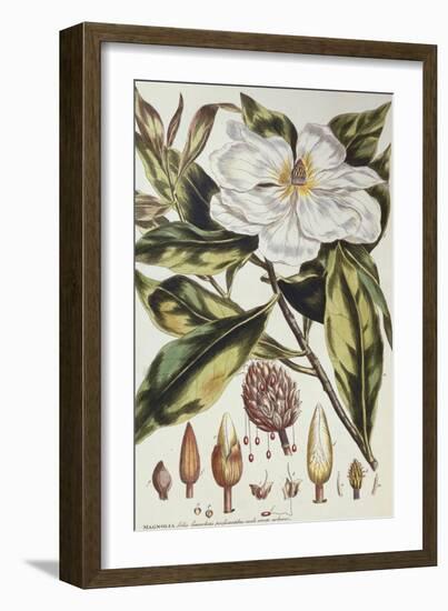 Magnolia, Figures of the Most Beautiful, Useful and Uncommon Plants, c.1757-Philip Miller-Framed Giclee Print