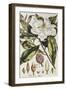 Magnolia, Figures of the Most Beautiful, Useful and Uncommon Plants, c.1757-Philip Miller-Framed Giclee Print