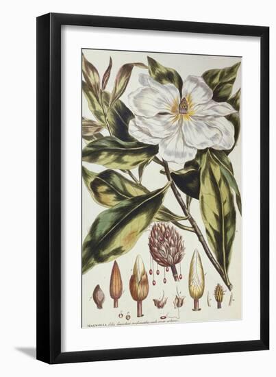 Magnolia, Figures of the Most Beautiful, Useful and Uncommon Plants, c.1757-Philip Miller-Framed Giclee Print