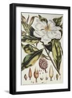 Magnolia, Figures of the Most Beautiful, Useful and Uncommon Plants, c.1757-Philip Miller-Framed Giclee Print