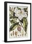 Magnolia, Figures of the Most Beautiful, Useful and Uncommon Plants, c.1757-Philip Miller-Framed Giclee Print