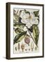Magnolia, Figures of the Most Beautiful, Useful and Uncommon Plants, c.1757-Philip Miller-Framed Giclee Print
